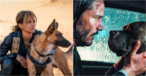 dog breed john wick 3|John Wick: Chapter 3: How It Trained Two Dogs Into。